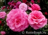 Tickled Pink Tickled Pink