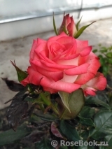 Blush Blush