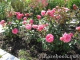 Pink Babyflor Pink Babyflor