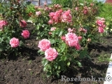 Pink Babyflor Pink Babyflor