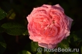 La Rose de Molinard ® La Rose de Molinard ®
