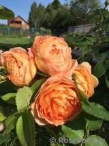 Lady of Shalott Lady of Shalott