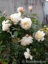 Crocus Rose® Crocus Rose®