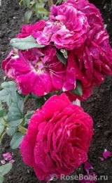 Johann Wolfgang von Goethe Rose® Johann Wolfgang von Goethe Rose®