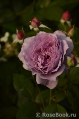 Novalis Novalis