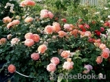 Lady of Shalott Lady of Shalott
