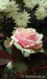 Eden Romantica ® Eden Romantica ®