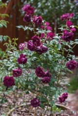 Burgundy Ice Burgundy Ice