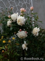 Crocus Rose® Crocus Rose®