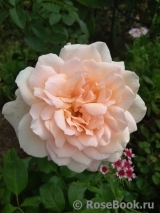 Chandos Beauty Chandos Beauty