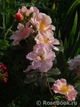 Clair Matin Clair Matin