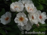 Jacqueline du Pre Jacqueline du Pre