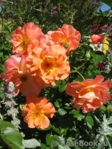Westerland Westerland
