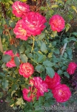 Midsummer Midsummer