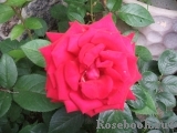 Dame de Coeur Dame de Coeur