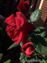 Terracotta ® Terracotta ®