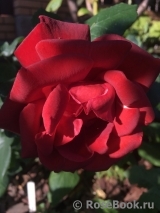 Terracotta ® Terracotta ®
