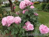 Mary Rose Mary Rose