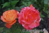 Rose La Rose des Impressionnistes Rose La Rose des Impressionnistes