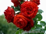 Terracotta ® Terracotta ®