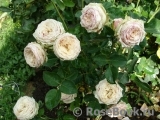 Eden Romantica ® Eden Romantica ®