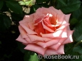 Rhosyn Margaret Williams Rhosyn Margaret Williams