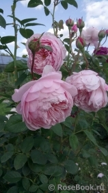 The Alnwick Rose The Alnwick Rose
