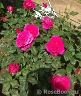 Johann Wolfgang von Goethe Rose® Johann Wolfgang von Goethe Rose®