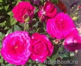Johann Wolfgang von Goethe Rose® Johann Wolfgang von Goethe Rose®