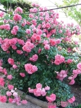 Rosarium Uetersen Rosarium Uetersen