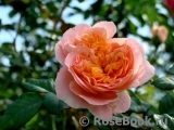 Apricot Sensation Apricot Sensation