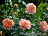 Apricot Sensation Apricot Sensation