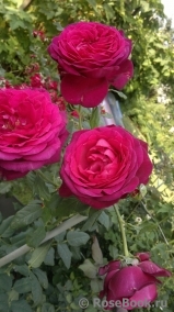 Johann Wolfgang von Goethe Rose® Johann Wolfgang von Goethe Rose®
