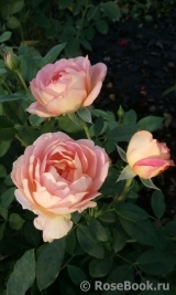 Lady of Shalott Lady of Shalott