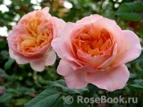 Apricot Sensation Apricot Sensation