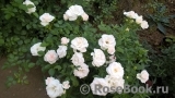 Aspirin Rose Aspirin Rose