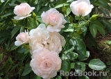 Aspirin Rose Aspirin Rose