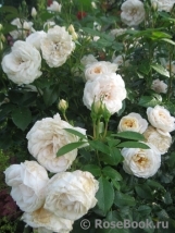 Lions Rose