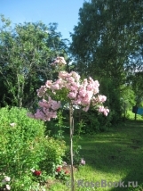 Heavenly Pink Heavenly Pink