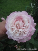 Kordes' Rosenfaszination ® Kordes' Rosenfaszination ®