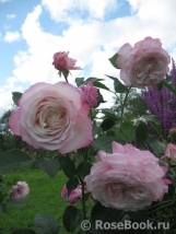 Kordes' Rosenfaszination ® Kordes' Rosenfaszination ®