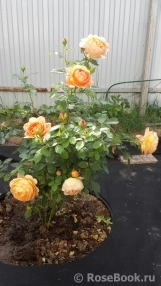 Lady of Shalott Lady of Shalott