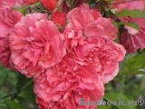 Rosarium Uetersen Rosarium Uetersen