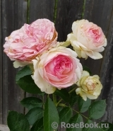 Pierre de Ronsard