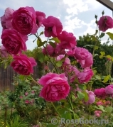 Decor Rose Decor Rose