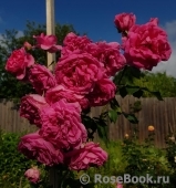 Decor Rose Decor Rose
