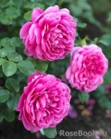 Princess Anne Princess Anne