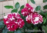 Arrow Folies ® Arrow Folies ®