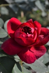 Darcey Bussell Darcey Bussell