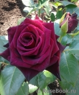 Black Baccara Black Baccara